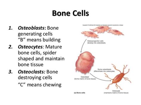 Bone cells Bone Tissue Anatomy, Orthopaedic Nursing, Bone Cells, Nursing Inspiration, Skeleton System, Tissue Biology, Pharmacy Assistant, Orthopedic Nursing, Anatomy Notes