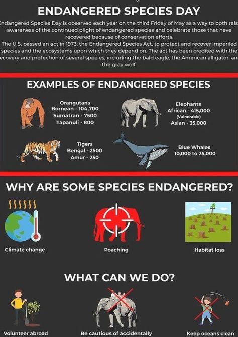 In light of Endangered Species Day, we've put together an infographic highlighting the issues faced by some of the most famously at-risk animals on earth, as well as ways in which you can help. Which changes will you be making to help protect the world's animals on Endangered Species Day? #animal #volunteer #wildlife #endangered #infographic #endangeredspeciesday #wildlifevolunteer #orangutan #bluewhale #tiger #elephant #travel #travelling Animal Volunteer, Infographic Ideas, Animals Information, Beach Clean Up, Animal Activist, Save Our Oceans, Marine Conservation, Ocean Conservation, Endangered Animals