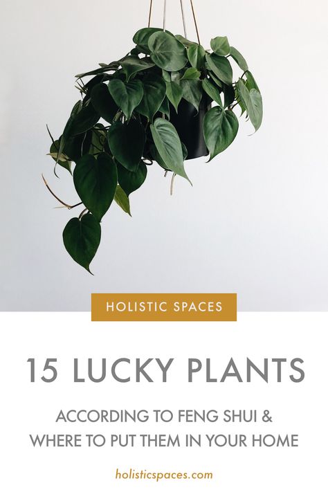 Feng Shui Plants Houseplant, Lucky Plants For Home, Feng Shui Indoor Plants, Feng Shui Kitchen, Feng Shui Office, Office Plants Desk, Fengshui Decoration, Feng Shui Plants, Feng Shui Wealth