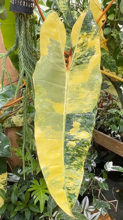 Philodendron Billietiae Variegated, Philodendron Billietiae, Wishlist Plants, Variegated Philodendron, Inside Plants, Tropical Plants, Green Thumb, House Plants, Orchids