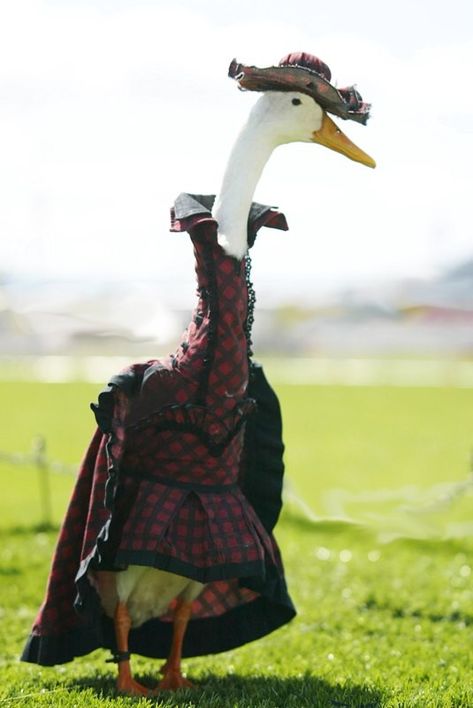 Farmer Hires Dressmaker To Style His Ducks In Fanciful Costumes - DesignTAXI.com Mary Poppins Kostüm, Halloween Costumes For 3, Cruella Deville, College Halloween, Halloween Costumes Friends, Last Minute Halloween Costumes, Group Halloween Costumes, Halloween Costumes College, A Duck