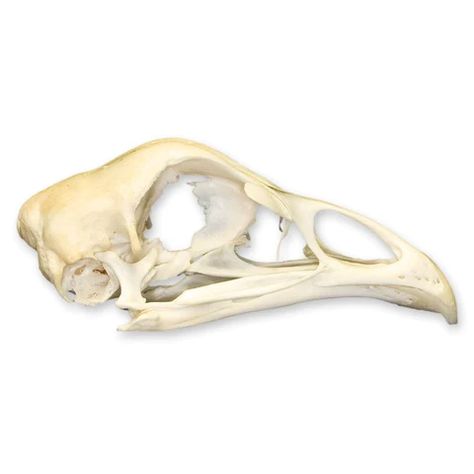 Osteolidays at Skulls Unlimited - Skulls Unlimited International, Inc. Chicken Skull, Himalayan Kittens For Sale, Taxidermy For Sale, Dog Skull, Wet Specimen, Animal Skeletons, Ram Skull, Vulture Culture, Bird Skull