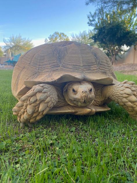 Pet Tortoise, Two Animals, Fire Captain, Sulcata Tortoise, Best Of Friends, Feel Good Stories, Family Dog, Dog Poster, Baby Turtles