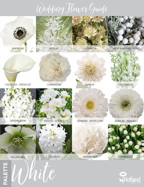 White Flowers With Names, Names Of White Flowers, Types Of White Flowers For Wedding, White Flowers Types, Stock White Flower, White Wedding Flower Types, Wedding Flower Trend 2023, Classic White Flowers Wedding, White Daliah Flower Bouquet