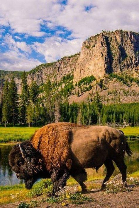 Wallpaper ... By Artist Unknown... American buffalo AKA American Bison. Buffalo Pictures, Bison Tattoo, Buffalo Animal, Bison Art, American Buffalo, Photo Animaliere, American Animals, American Bison, Mule Deer