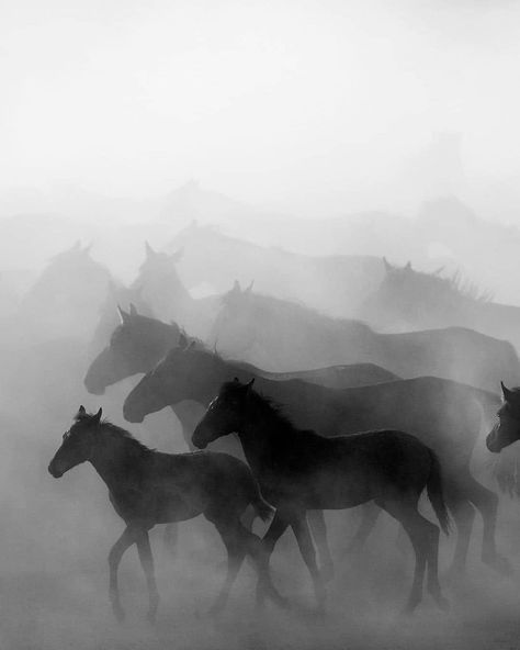 Wild Horses Running, Horses Running, Horse Inspiration, Horse Wallpaper, Horse Aesthetic, Equine Art, Equine Photography, Black Horse, Horse Photography