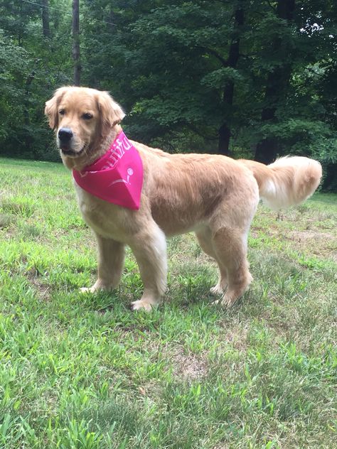 Short Golden Retriever Haircut, Short Hair Golden Retriever, Golden Retriever Short Haircut, Golden Retriever Short Hair, Shaved Golden Retriever, Golden Retriever Haircut, Golden Retriever Show Grooming, Golden Retriever Grooming, Golden Retriever Baby