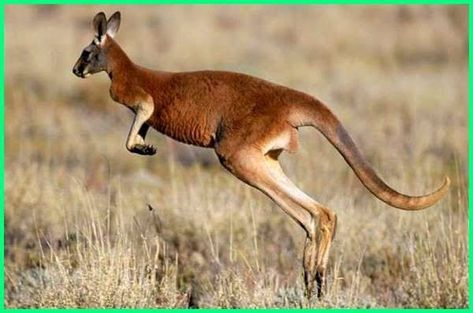 Kangaroo Facts, Kangaroo Jumps, Social Care, Xmas Crafts, New Job, Walk On, Nature Beauty, Kangaroo, Wordpress