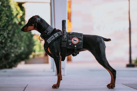 Doberman Service Dog, Doberman Colors, Service Dogs Breeds, Dog Reference, Thai Ridgeback, Protection Dogs, Service Dogs Gear, Presa Canario, Service Dog Vests