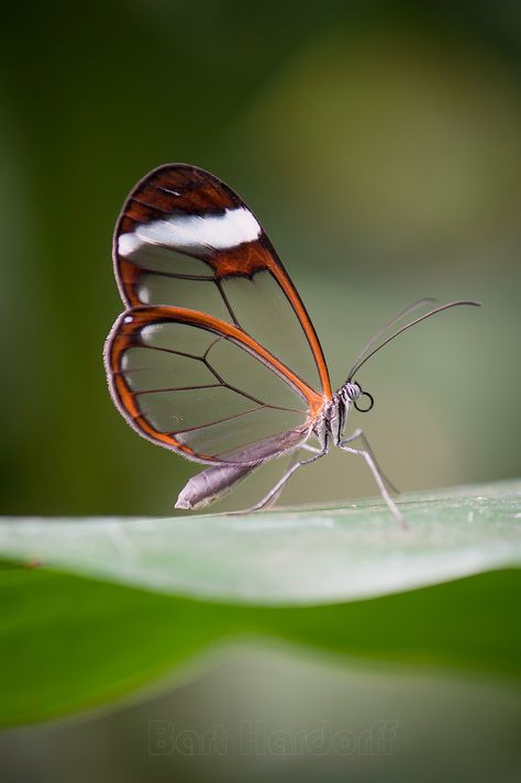 Greta oto | A very hard to capture butterfly. Because the tr… | Flickr Greta Oto, Butterfly Garden, Beautiful Things, Moth, Disney World, Insects, Butterflies, Funny, Animals