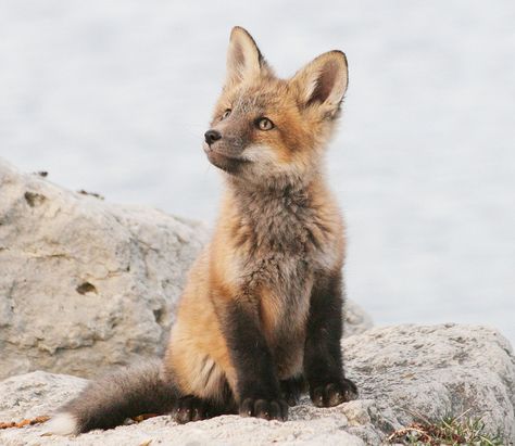 Fox Pups, Fox Pictures, Foxes Photography, Big Ears, Pet Fox, Baby Fox, Cute Wild Animals, Cute Fox, Wildlife Animals