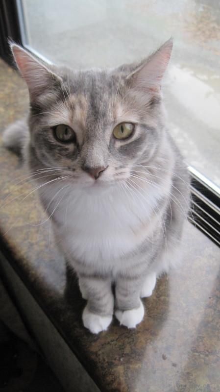 Grey Calico Cat, Diluted Calico Cat, Dilute Tortoiseshell Cat, Dilute Calico Cat, Dilute Calico, Cat References, Tortoiseshell Cat, Princess Fiona, Hogwarts Dr