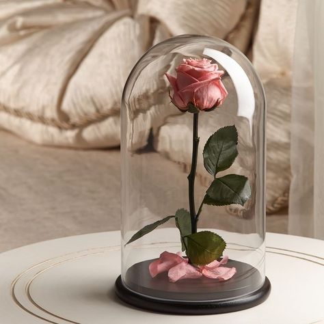 Preserve Roses, Rose Beauty And The Beast, Rose In Glass Dome, Beauty And The Beast Rose, Rose Dome, Rose In A Glass, Wallpaper Rose, Eternal Flower, Eternal Rose