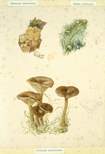 Beatrix Potter: A study of fungi. Perth Museum and Art Gallery has a collection of 25 fungi studies by Beatrix Potter, the well known creator of The Tale of Peter Rabbit. Painted in watercolours in the 1880s and 1890s, these detailed studies give an insight into Potter's skills in observing the natural world. This understanding of nature was to give a solid base to her illustrations for her Little Books for children. Fairy Ring Mushroom, Beatrix Potter Illustrations, Beatrice Potter, History Illustration, Mushroom Tattoos, Fairy Ring, Ink Inspiration, Illustrated Art, Potter Art