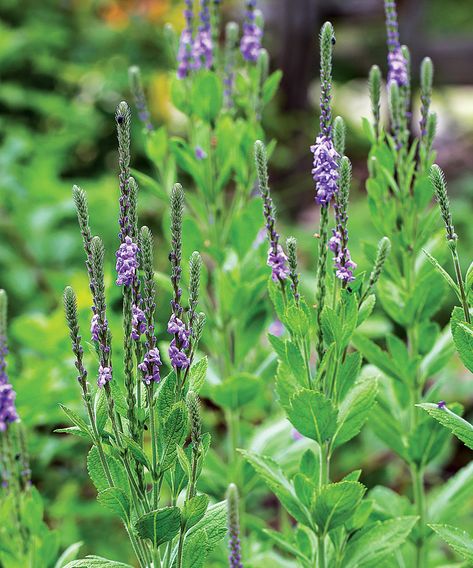 Native Ground Cover, Deer Resistant Perennials, Prairie Flower, Deer Resistant Plants, Full Sun Plants, Fine Gardening, Sun Plants, Spring Photos, Flower Gardens