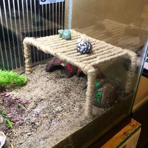 Hermit Crab Toys, Crab Ideas, Diy Bearded Dragon Enclosure, Hermit Crab Homes, Crab Habitat, Hermit Crab Habitat, Big Bugs, Crab Tank, Hermit Crab Tank