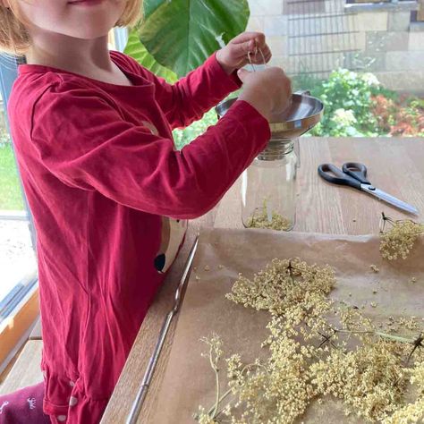 How to dry Elderflowers for Homemade Elderflower Tea Dehydrated Recipes, Elderflower Recipes, Elderflower Tea, Elderberry Plant, Dried Lemon Peel, Herbs List, Dried Orange Peel, Homemade Tea, Dried Lemon