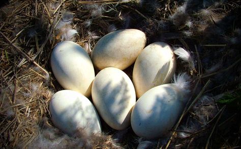 Goose eggs four times the size of a chicken egg and loaded with nutrients. Geese On The Homestead, Galloping Goose Trail, Geese Flying Formation, American Buff Geese, Goose Eggs, Modern Farmer, Guinea Fowl, Free Range Chickens, Baby Chickens