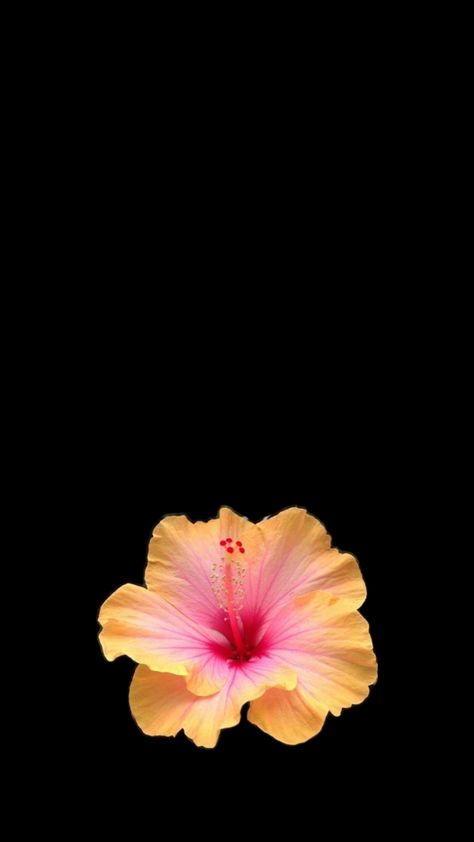 Hibiscus Flower Wallpaper Aesthetic, Flower Lockscreen, Black Flowers Wallpaper, Flowers Black Background, Flower Background Iphone, Graffiti Wallpaper Iphone, Cute Summer Wallpapers, Arte Van Gogh, Flower Icons