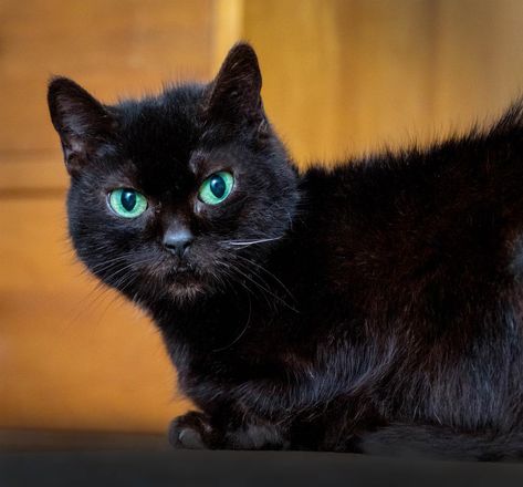 Dagny poses for a late-night portrait on my desk. Cat Pictures For Kids, Cute Videos, Beautiful Cats Pictures, Night Portrait, My Desk, Cat Names, Beautiful Cat, Black Cats, Cute Gif