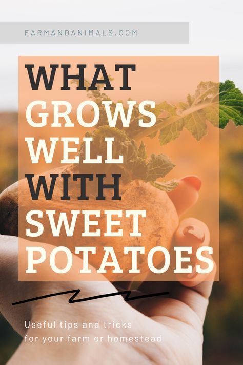 Sweet Potato Companion Planting, Growing Sweet Potatoes In Raised Bed, Potato Companion Plants, Farm Crops, Easy Vegetables, Growing Sage, Companion Planting Chart, Sweet Potato Plant, Container Potatoes