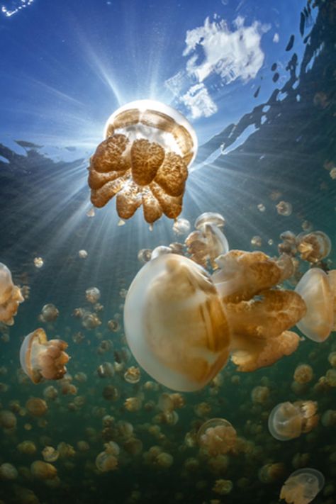 A Unique Diving Experience in the Jellyfish Lake, Palau | Places To See In Your Lifetime Jellyfish Lake, Deep Blue Sea, Palau, In The Ocean, Underwater World, Ocean Life, Jellyfish, Marine Life, Sea Creatures