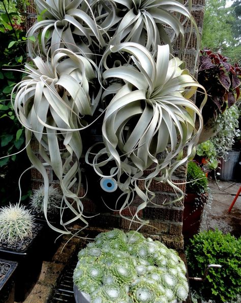 Tillandsia Xerographica Tillandsia Xerographica, Air Plants Care, Plant House, Flower Hanging, Air Plant Display, Tillandsia Air Plant, Air Plant Terrarium, Fallen Leaves, Hanging Plant