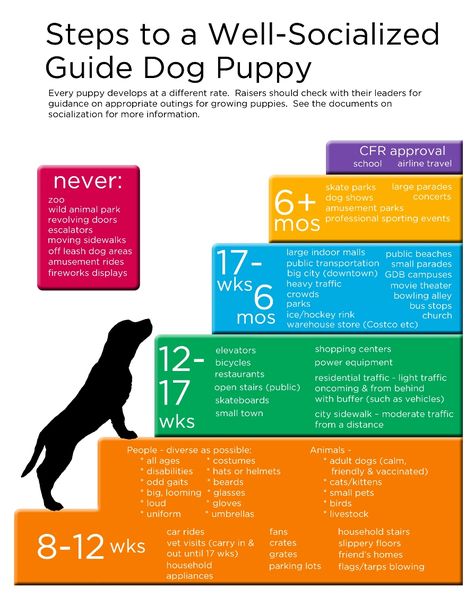 Puppy Socialization Schedule, Puppy Socialization Checklist, Dog Breeding Business, Puppy Training Schedule, Puppy Socialization, Puppy Time, Puppies Tips, Service Dog Training, Basic Dog Training