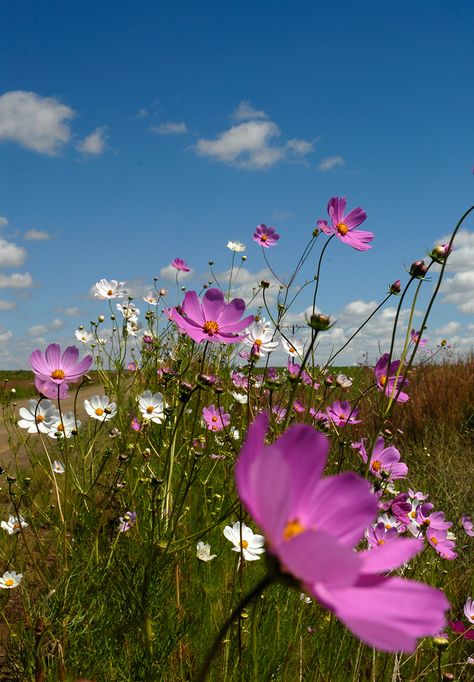 Cosmos flowers in bloom are a common sight along roads in the Fr - South Africa Gateway Savannah Africa, Africa Landscape, Flowers To Plant, Flowers In Bloom, Cosmos Flowers, Lake Landscape, Blue Lake, Autumn Aesthetic, Blooming Flowers