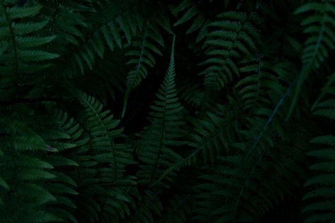 green ferns on a black background photo – Free Black Image on Unsplash Fern Wallpaper, Dark Green Wallpaper, Wild Photography, Green Pictures, Dark Green Background, Background Photos, Wallpaper White, Texture Wallpaper, Desktop Wallpapers Backgrounds