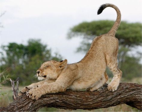 Cat Reference, Male Lion, Dangerous Animals, Animal Study, African Lion, Lion Cub, Baby Lion, A Lion, In The Wild