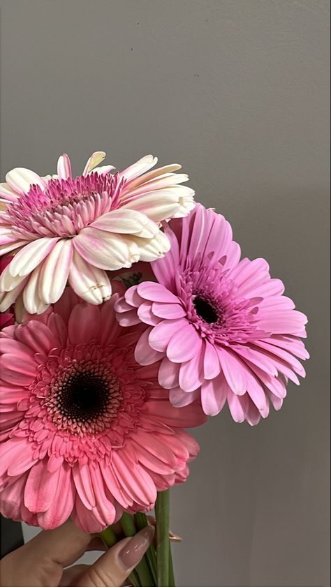 Gerbera Wallpaper, Flores Wallpaper, Gerbera Daisy Bouquet, Gerbera Flower, Vintage Flowers Wallpaper, Boquette Flowers, Flowery Wallpaper, Nothing But Flowers, Flower Therapy