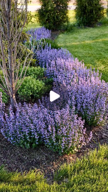 Kaleb Wyse on Instagram: "Beautiful purple color that can withstand hot, dry conditions: try this Cat’s Pajamas (Nepeta)! You’ll love the vibrant color!" Kaleb Wyse, Maine Garden, Wyse Guide, Florida Plants, Drought Resistant Plants, Landscape Plants, Cat Pajamas, Drought Resistant, Planter Design