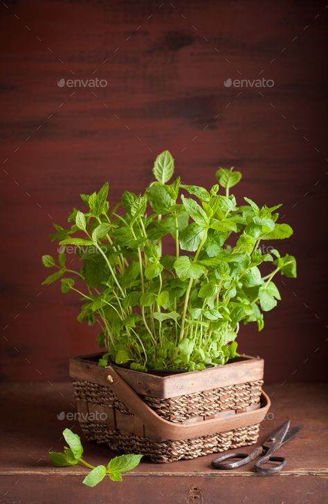 fresh mint Peppermint herb in a pot by duskbabe. fresh mint Peppermint herb in a pot Peppermint Herb, Photo Website, Fresh Mint, Photo Tips, Peppermint, Herbs, Mint, Health, Plants