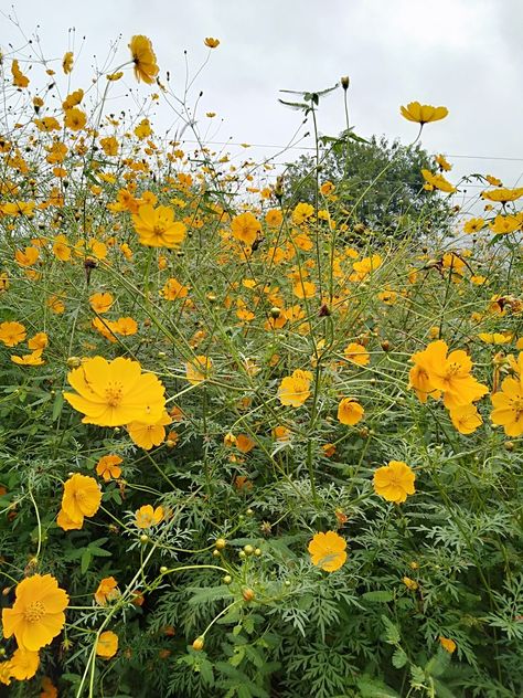 Cosmos flowers Orange Cosmos Flowers, Orange Cosmos, Cosmos Flowers, Orange Aesthetic, Winter Garden, Pretty Flowers, Cosmos, Orange, Plants