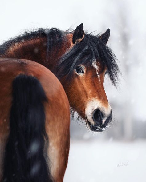 North Swedish Draft Horse, Draft Horse Photography, North Swedish Horse, Horse Wallpapers, Swedish Horse, Forest Village, Dark Brotherhood, Draft Horse, Horse Wallpaper