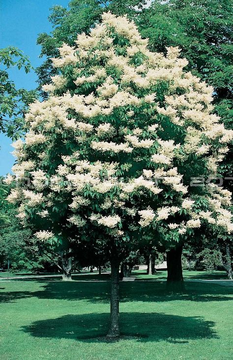 Japanese Tree Lilac White Lilac Tree, Mid Century Yard, Japanese Lilac Tree, Japanese Lilac, Blue Beard, Japanese Homes, French Country Garden Decor, Backyard Trees, Japanese Tree