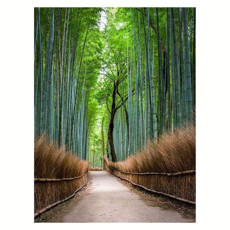 Faster shipping. Better service Bamboo Forest Kyoto, Arashiyama Bamboo Forest, Bamboo Grove, Bamboo Forest, Travel Images, Kyoto Japan, Clear View, Large Picture, Jurassic World