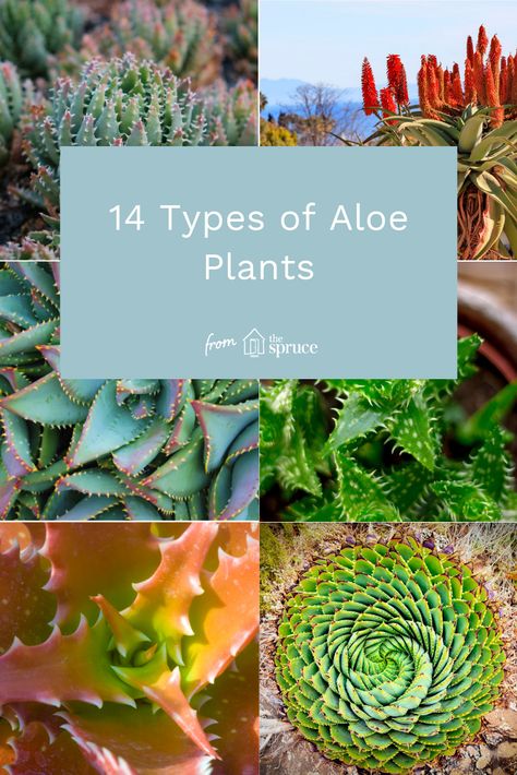 The Aloe genus is large and diverse, containing hundreds of species native to Africa and the Arabian peninsula, which feature the mild temperatures and arid climate that support the growth of these tough plants. Learn about lesser-known aloes that you can cultivate in containers, or even outdoors in frost-free zones. #aloe #aloeplants #aloes #plants Aloe Tree, Types Of Aloe Plants, Plants Identification, Aloe Plants, Arabian Peninsula, Aloe Plant, Houseplants Indoor, Indoor Jungle, Unusual Flowers