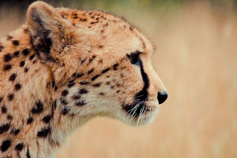 Cheetah / Carnivora Felidae Felinae Acinonyx jubatus / adult head profile Animal Head Photography, Cheetah Side View, Hyena Side Profile, Animal Side Profile, Cheetah Profile, Cheetah Tail, Cheetah Ears, Cheetah Photos, Head Profile