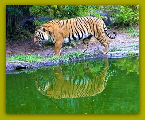 Burning Forest, Indochinese Tiger, Wild Cat Species, Tiger Photography, Panthera Tigris, Cat Species, Wild Tiger, Tiger Pictures, Mangrove Forest