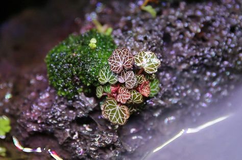 Micro Strawberry Begonia / Saxifraga stolonifera Begonia Terrarium, Strawberry Begonia, Saxifraga Stolonifera, Plantain Lily, Miniature Orchids, Gardens Of Babylon, Garden Terrarium, Unusual Plants, Room With Plants