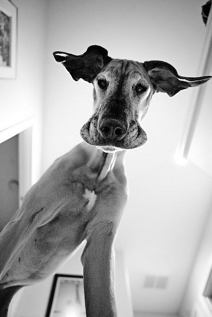 Untitled by Erin Vey Cesar Millan, Foto Tips, Blue Merle, White Photo, Baby Dogs, Great Dane, 귀여운 동물, Animals Friends, I Love Dogs