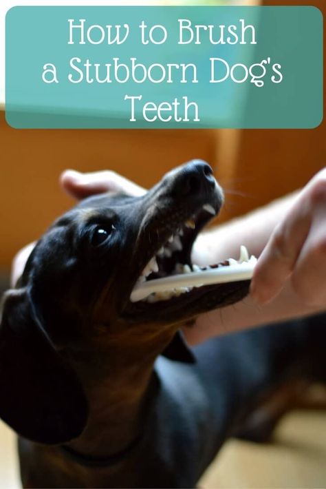 Creating Healthy Habits, Brushing Dogs Teeth, Dogs Teeth, Dog Teeth Cleaning, Dog Care Tips, Dog Teeth, Old Dogs, Weird Animals, Teeth Cleaning