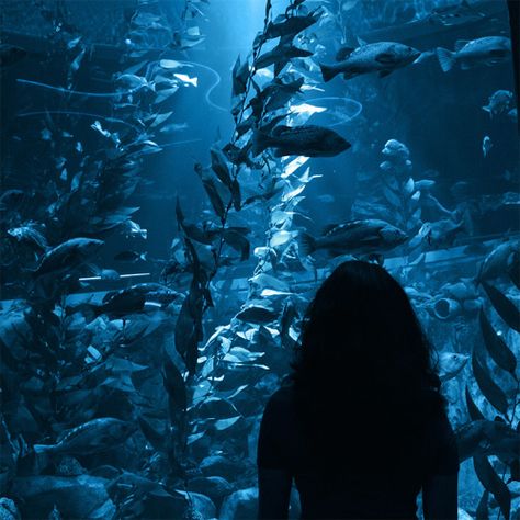 perks-of-being-absolutelynothing:  “ the aquarium was pretttyyy  ” Blue Vibes, Aquarium Aesthetic, Deep Blue Sea Aesthetic, Dark Blue Ocean Aesthetic, Deep Ocean Blue Aesthetic, Deep Blue Water Aesthetic, The Ocean, Dark Blue Underwater Aesthetic, Ravenclaw Aesthetic