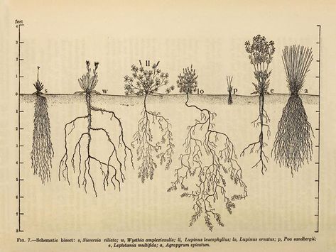 Topics – Fields – SOCKS Save Soil, Roots Drawing, Culture Code, Section Drawing, Root System, Oxford Street, Plant Roots, Russian Art, Plant Species