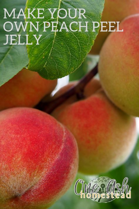 Peach Peel Jelly, Peach Peel Jelly Recipe, Peach Jelly Recipe Canning, Peaches Recipes, Peach Items, Cold Climate Gardening, How To Peel Peaches, Canning Peaches, Peach Jelly