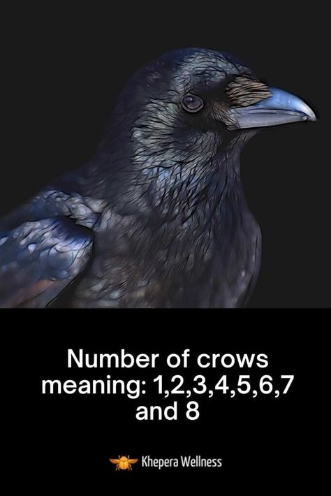 Number Of Ravens Meaning, Raven Number Meaning, Crows Number Meaning, Crow Number Meaning, 7 Crows Meaning, Black Crows Meaning, Seeing 4 Crows Meaning, Number Of Crows Meaning, 3 Crows Meaning