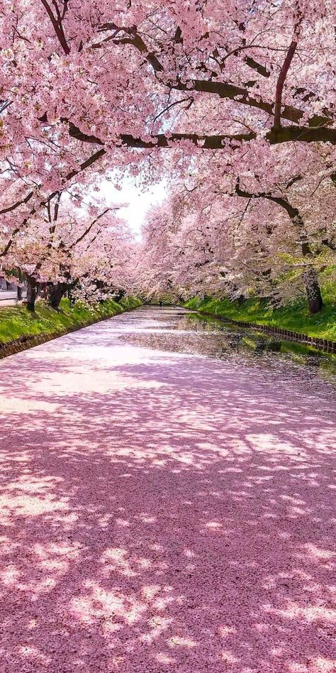 Japan Landscape, Pink Forest, Aomori, Shadow Pictures, Pink Trees, Forest Wallpaper, Japanese Cherry Blossom, Smartphone Wallpaper, Earth From Space