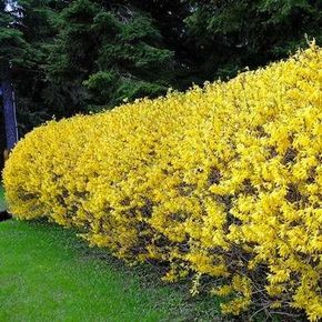 Forsythia Bushes - Brilliant yellow forsythia blooms herald the start of spring, and these fast-growing, easily cultivated bushes can be sculpted into lovely hedges. Forsythias are deciduous shrubs that typically grow between three and nine feet tall. There are 11 species of forsythia, and all feature rich green leaves and dense flexible branches. Screen Trees, Living Fences, Cerca Natural, Forsythia Bush, Privacy Trees, Flowering Bushes, Natural Fence, Living Fence, Privacy Landscaping